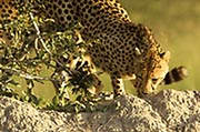 Cheetah Okavango